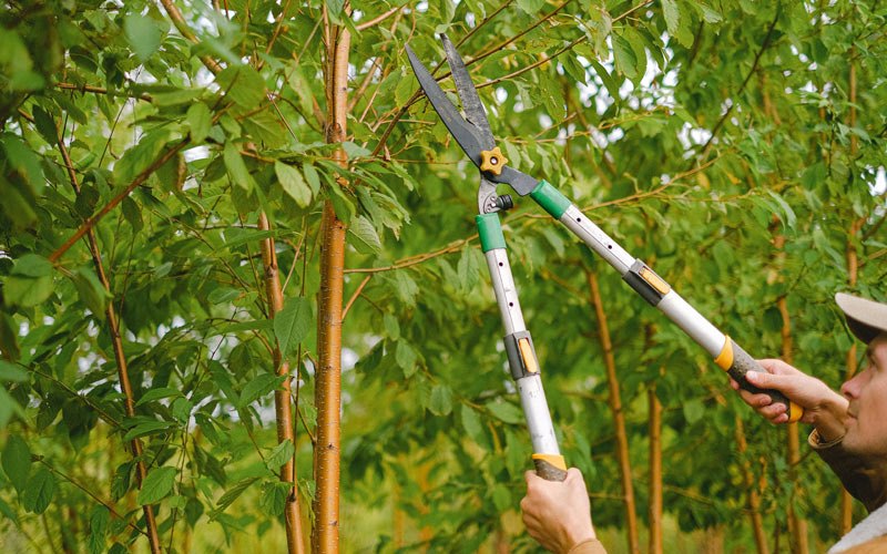 Tree trimming in Gakona, AK
